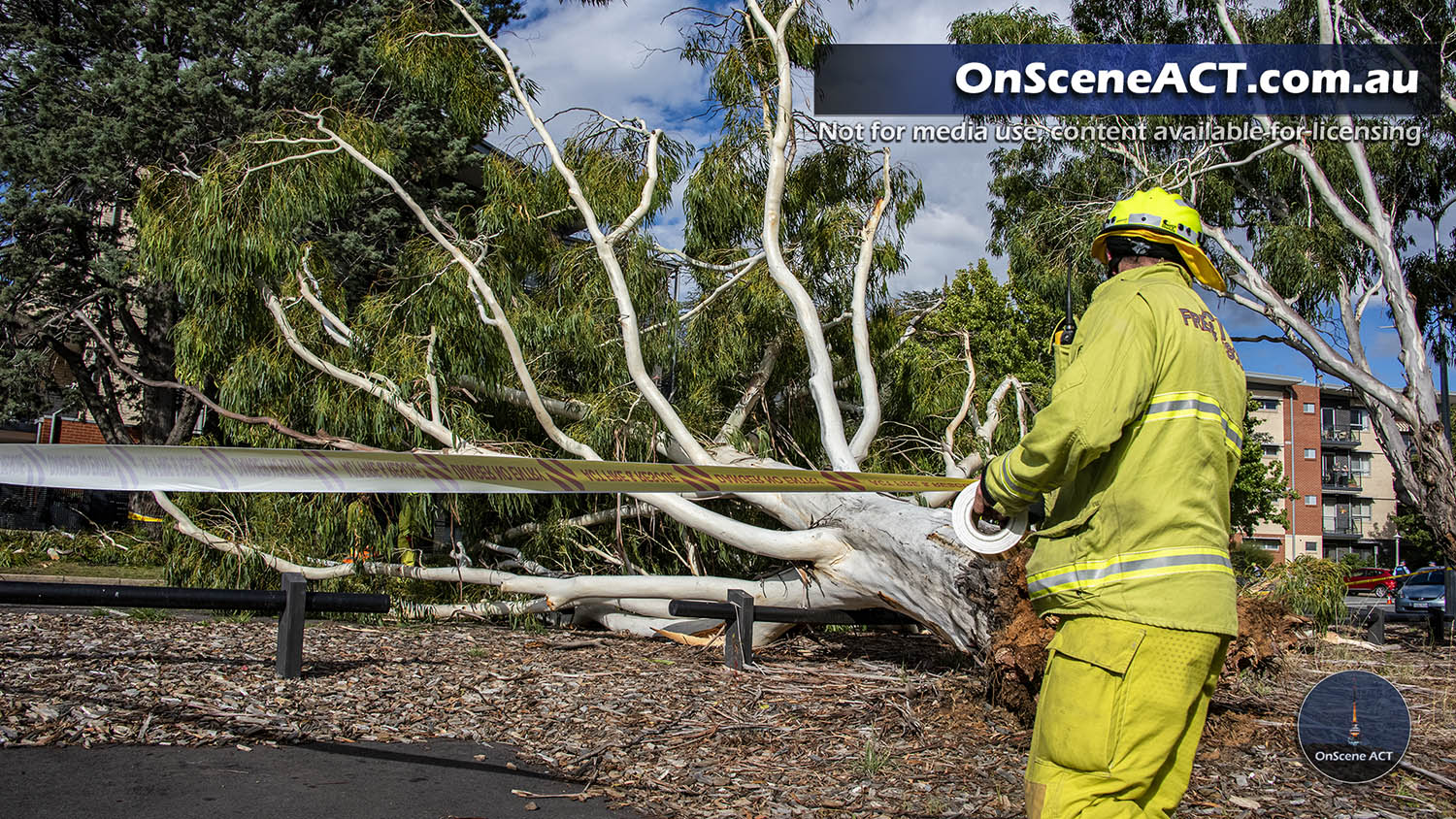 20210325 1600 ainslie tree on car image 1