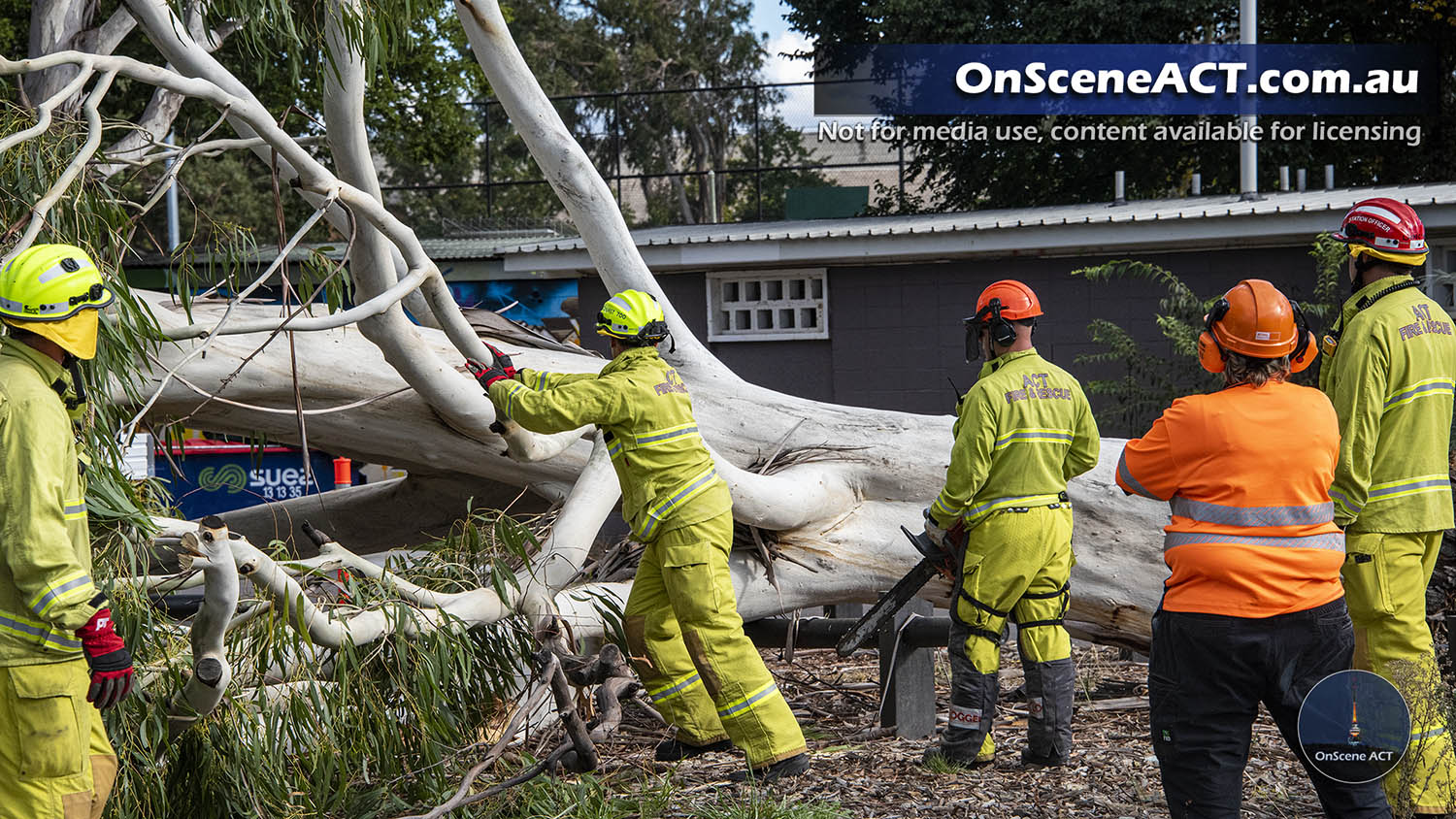 20210325 1600 ainslie tree on car image 6